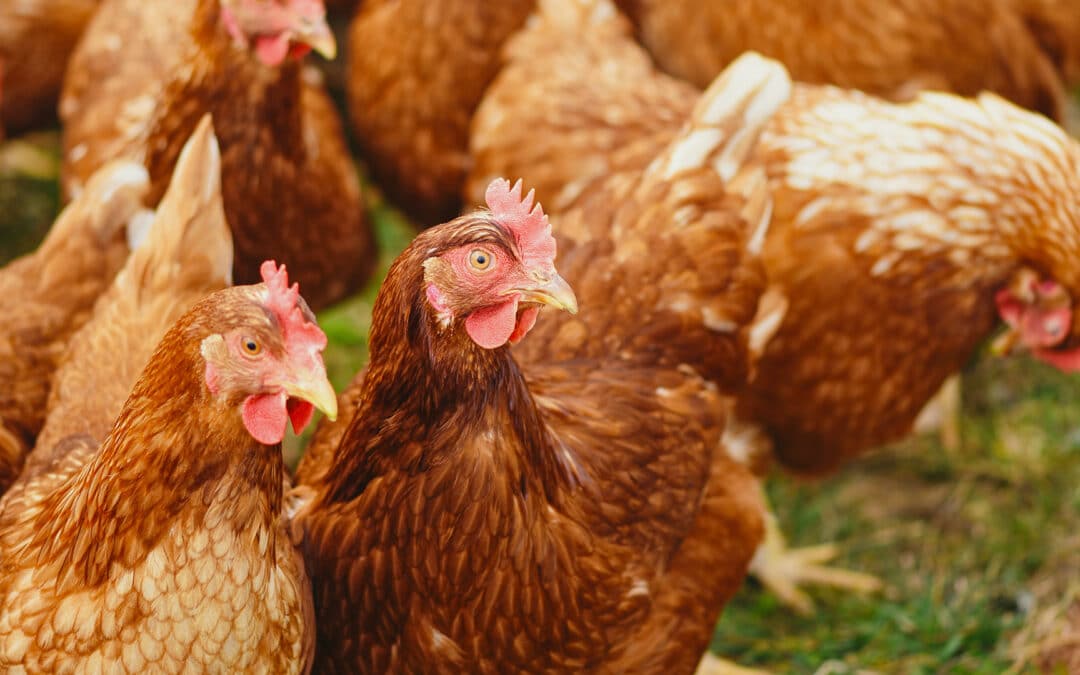 Influenza aviaire, retour au risque modéré