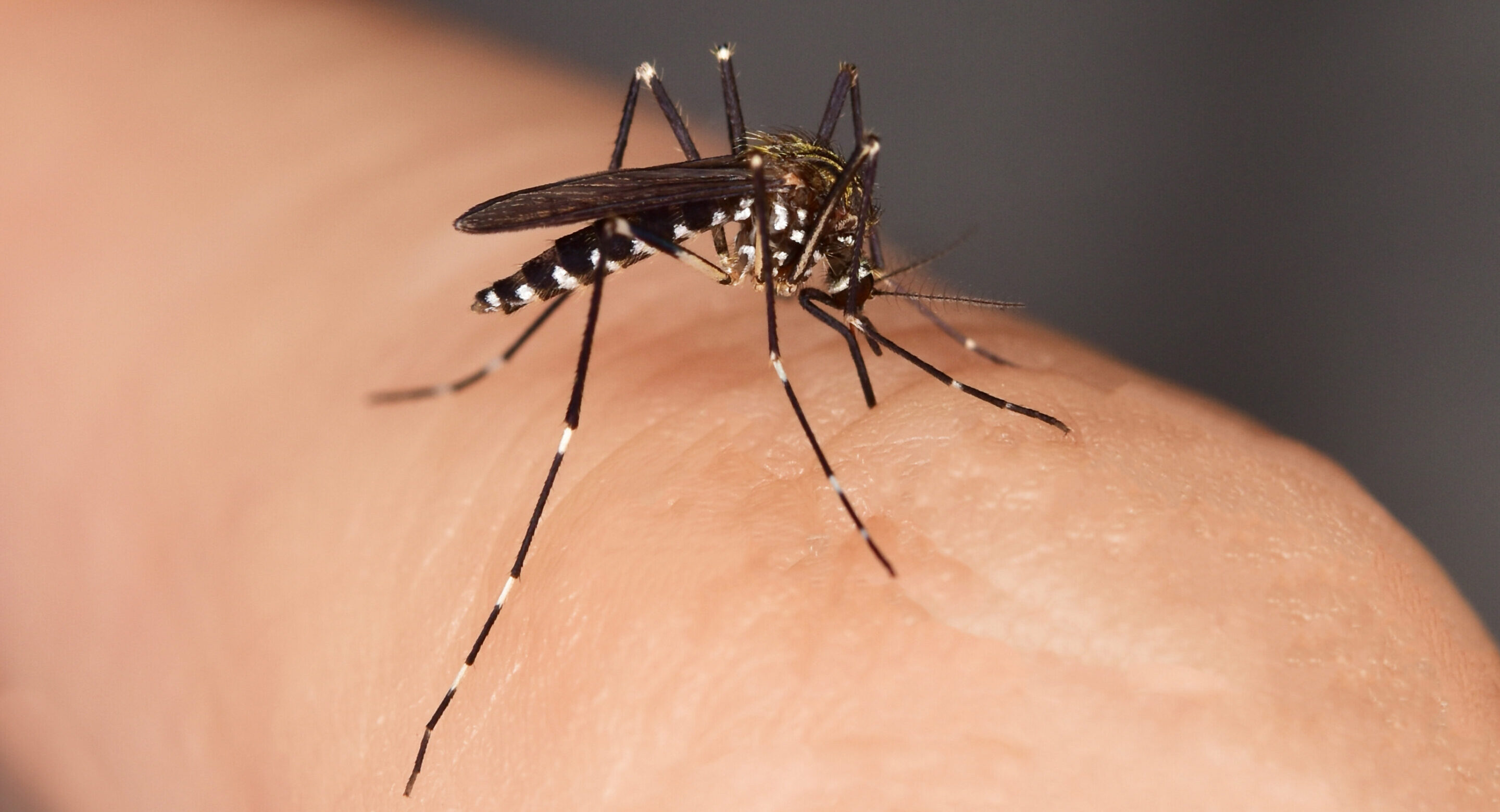 Marché des producteurs