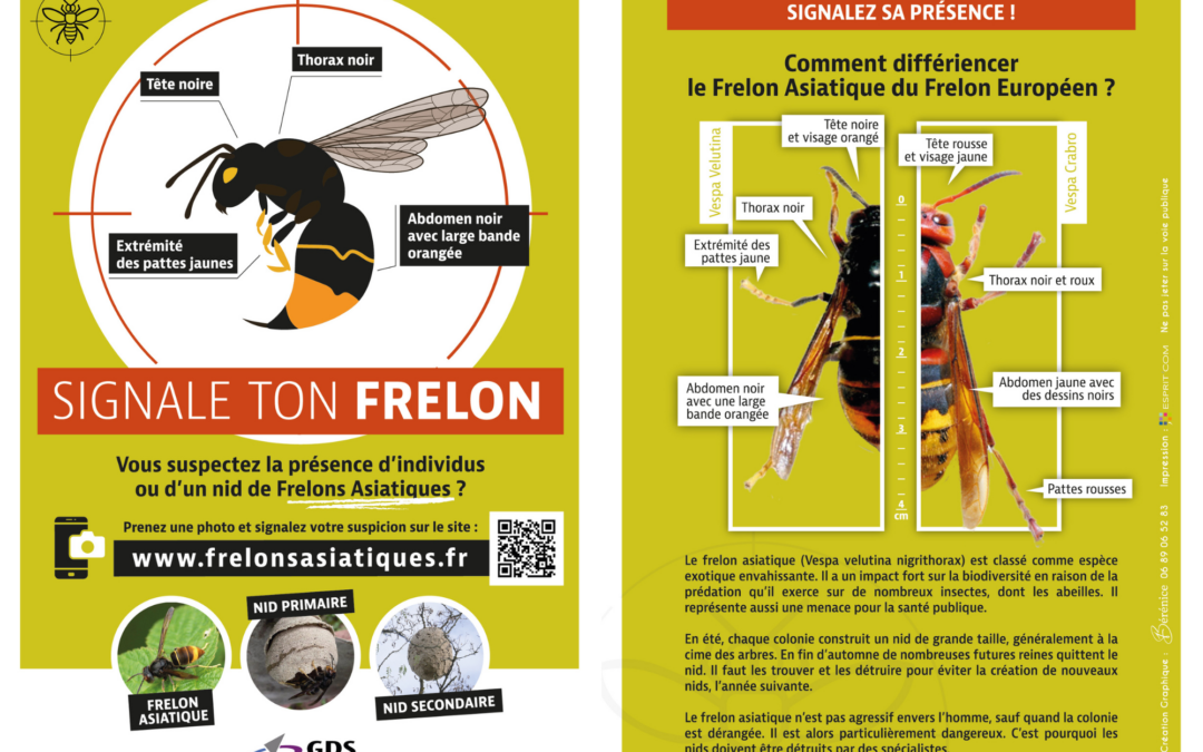 Attention au Frelon Asiatique