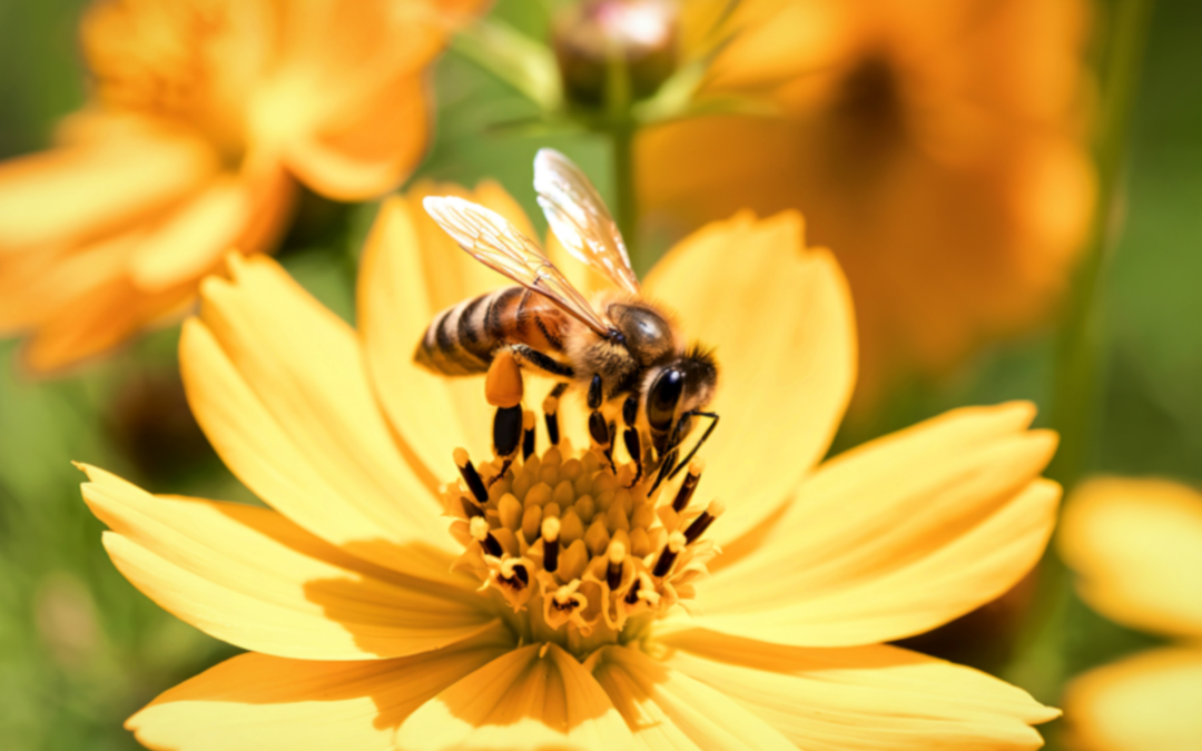 Fauche tardive – Zones de test