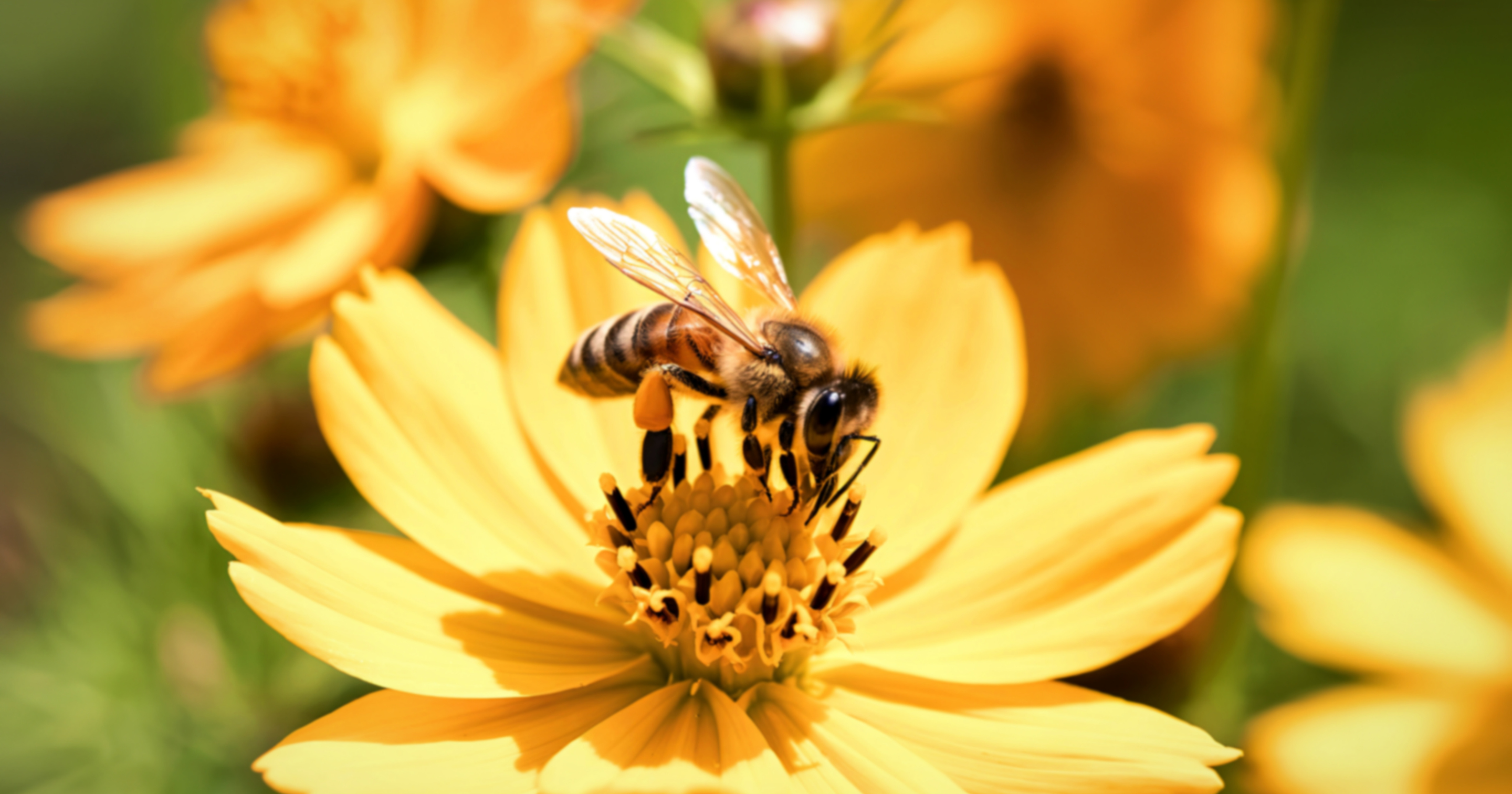 Marché des producteurs
